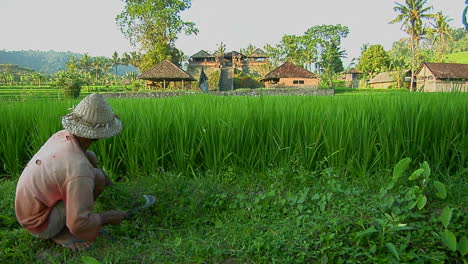 Ein-Arbeiter-Sammelt-Reis-Auf-Einer-üppigen-Reisterrassenfarm