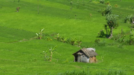 Wind-Weht-über-Eine-üppig-Grüne-Reisterrassen