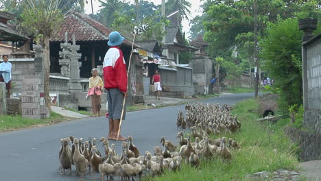 A-Man-Herds-A-Gaggle-Of-Geese-Down-A-Road-In-A-Small-Village