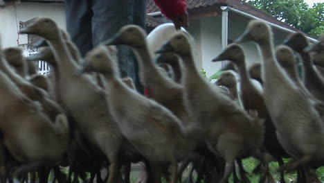 A-Man-Herds-A-Gaggle-Of-Geese-Down-The-Street-Of-A-Village