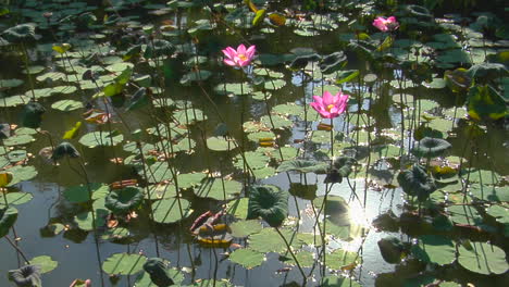 Die-Sonne-Spiegelt-Sich-Auf-Einem-Teich-Durch-Seerosenblätter-Und-Durch-Lotusblüten