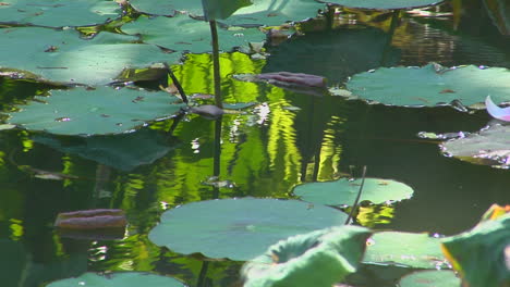 A-Petal-Floats-Past-Lily-Pads-In-A-Pond