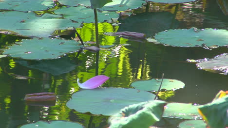 A-Petal-Floats-Past-Lily-Pads-In-A-Pond-1