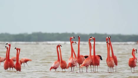 Flamingo-07