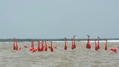 Flamingo-10