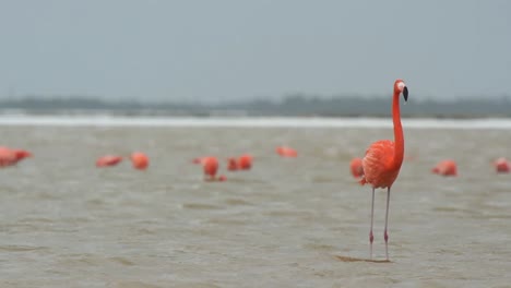 Flamingo-12