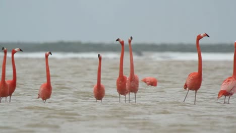 Flamingo-13
