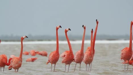 Flamingo-15