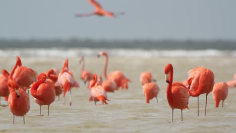 Flamingo-21