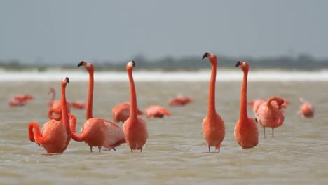 Flamingo-22