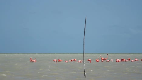 Flamingo-23