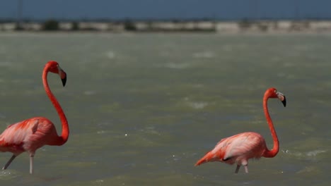 Flamingo-27