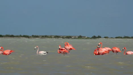 Flamingo-28