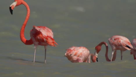 Flamingo-29
