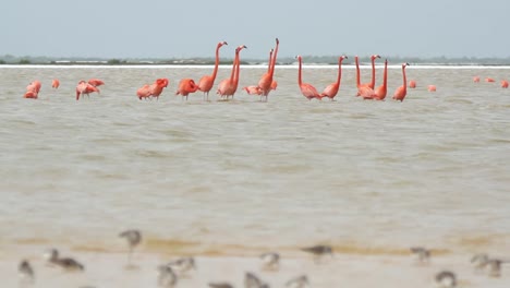 Flamingo-30
