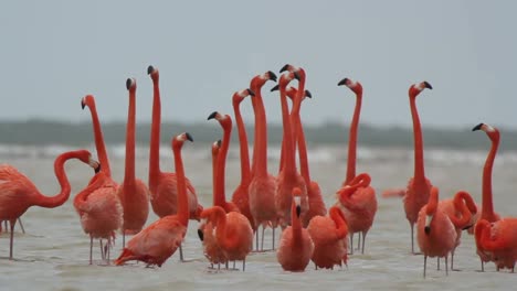 Flamingo-41