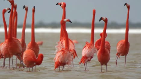 Flamingo-51