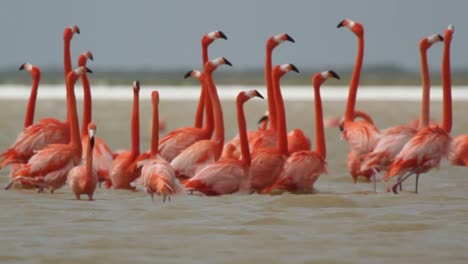 Flamingo-52