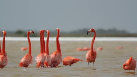 Flamingo-53