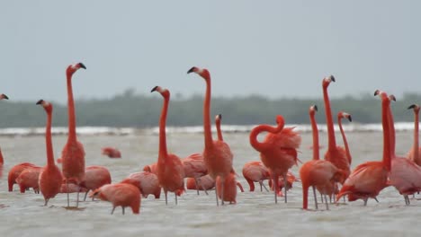 Flamingo-55