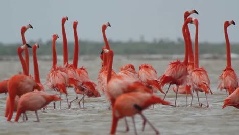 Flamingo-58