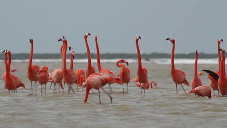 Flamingo-60