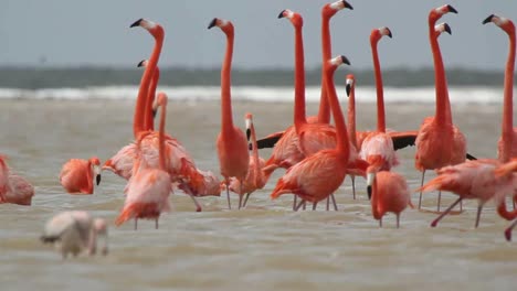 Flamingo-62