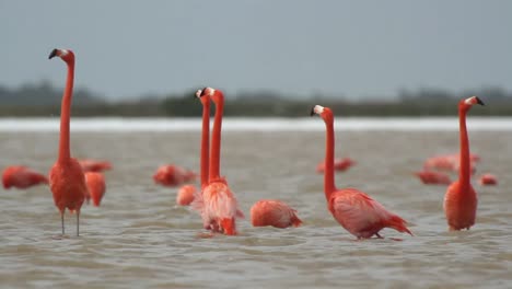 Flamingo-65