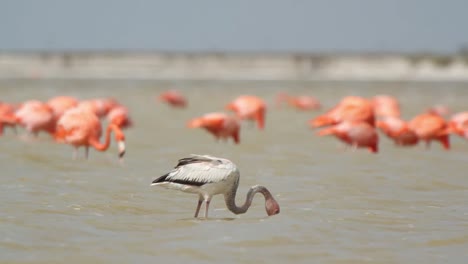 Flamingo-67