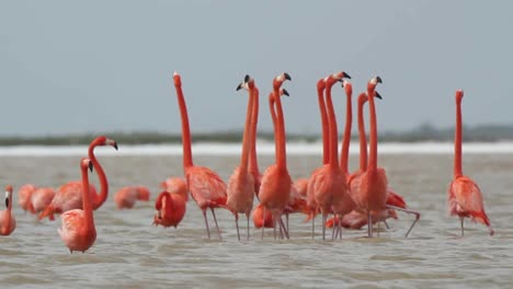 Flamingo-69