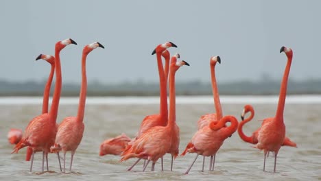 Flamingo-71