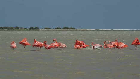 Flamingo-76
