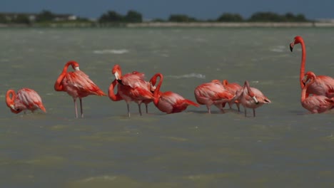Flamingo-77