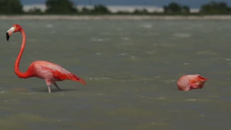 Flamingo-79