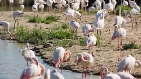 Flamingos-Zeitraffer0