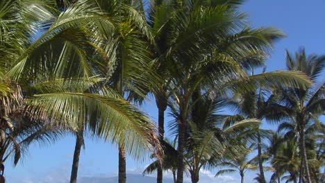 Pan-Across-Beautiful-Palms-Which-Line-A-Tropical-Beach-In-Hawaii