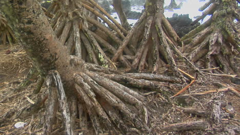 A-Slow-Pan-Across-The-Roots-Of-Mangrove-Trees-With-The-Ocean-In-Background