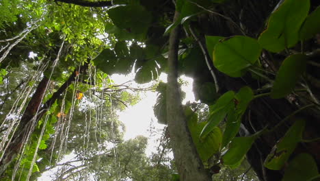 Eine-Großartige-Aufnahme-Eines-Regenwaldes-Oder-Tropischen-Dschungels-Aus-Dem-Niedrigen-Winkel