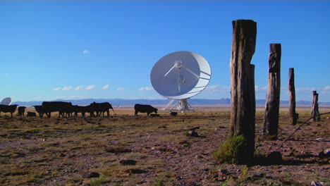Eine-Satellitenschüssel-Steht-Auf-Einem-Feld-Mit-Rindern-Und-Alten-Zaunpfählen