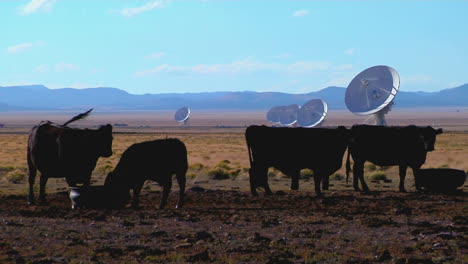 Eine-Satellitenschüssel-Steht-Auf-Einem-Feld-Mit-Rindern