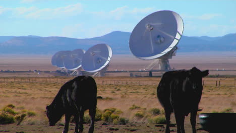A-Satellite-Dish-Sits-In-A-Field-With-Cattle-1