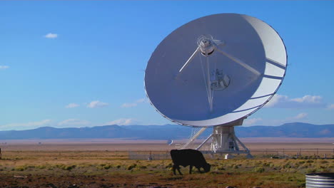 A-Satellite-Dish-Sits-In-A-Field-With-Cattle-2