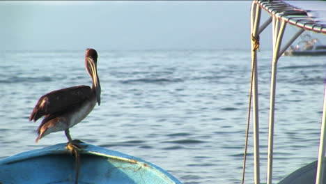 A-pelican-stands-on-the-bow-of-a-rowboat-floating-in-water