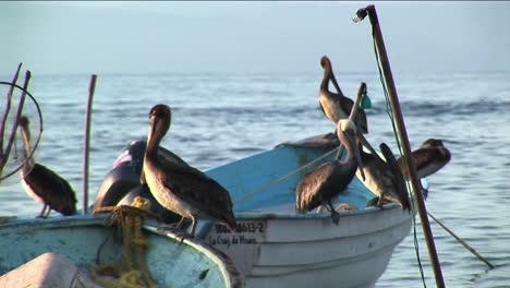 Sechs-Pelikane-Stehen-Auf-Zwei-Im-Wasser-Schwimmenden-Ruderbooten