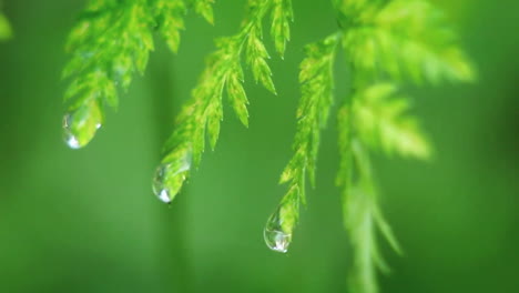 Drops-of-water-fall-from-leaves-1