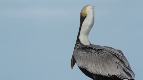 Largartos-Birds-15