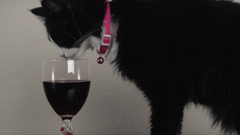 A-black-and-white-cat--licks-the-rim-of-a-glass-filled-with-red-wine