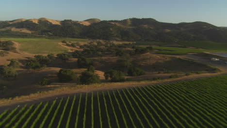 Helicopter-aerial-of-a-vineyard-in-the-Santa-Maria-Valley-California-2