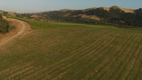 Helicopter-aerial-of-a-vineyard-in-the-Santa-Maria-Valley-California-3
