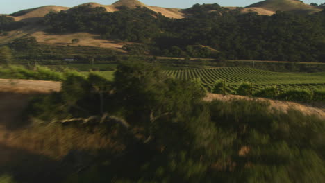 Helicopter-low-level-aerial-of-Santa-Barbara-County-vineyards-California